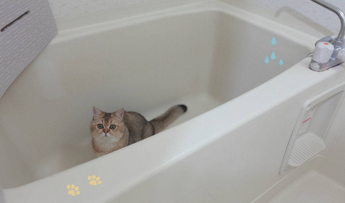 あるにゃん、#お風呂 で何しているの？🐈
撫で撫でしてあげるから、こっちにおいでっ😊
.
.
#ブリ商会 #英国短毛猫 #英短 #短毛猫 #ねこあるある #猫あるある #猫とおうち時間 #ねこら部