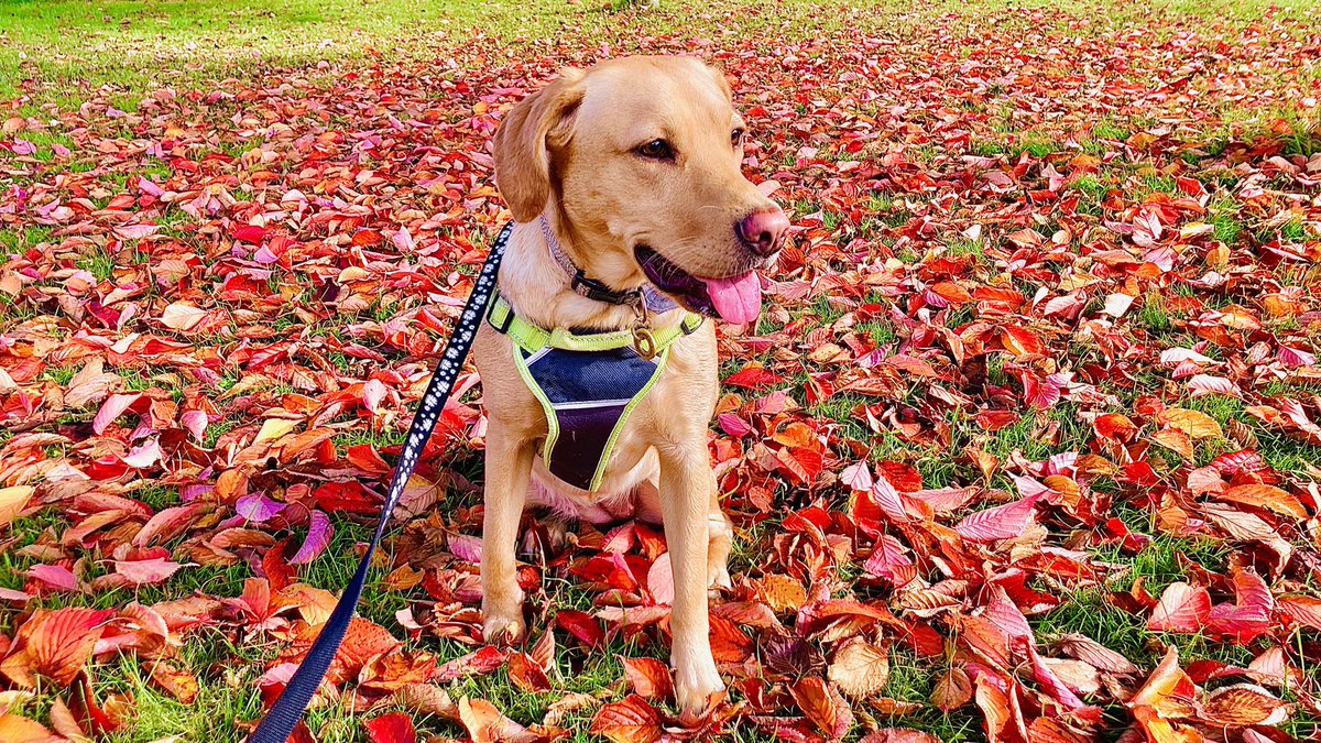 Lovely #autumnleaves photo with my dog 🍁🍁🍁🐕 <a href="/bbcweather/">BBC Weather</a> <a href="/BBCSouthNews/">BBC Hampshire & Isle of Wight</a>