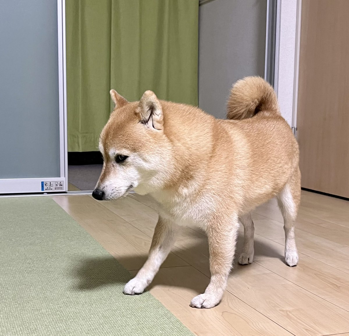 ChinaObachan517's tweet photo. 隙だらけのようで、そうでもない。 https://t.co/9xpeuyEKkn