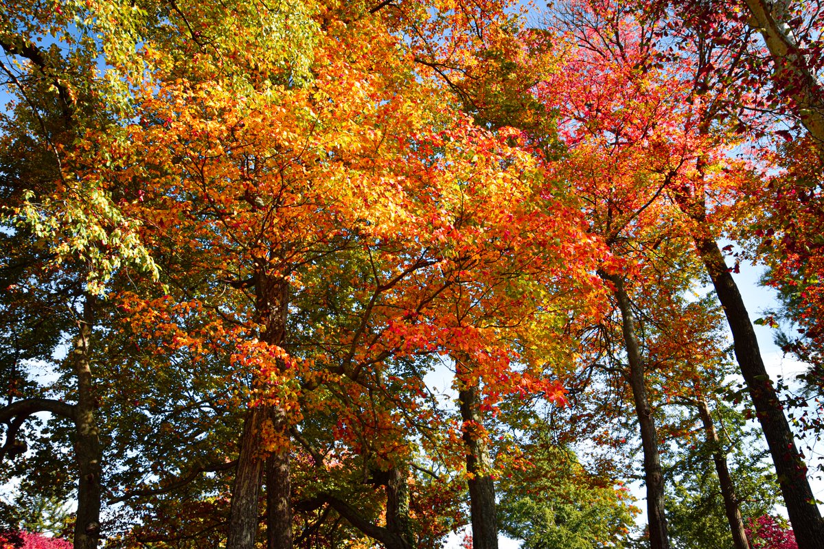 visitfrankfort's tweet photo. Daniel Boone's gravesite is a perennial beauty, but its charm reaches its peak when the leaves don their autumnal attire.
#VisitFrankfort #KYDistilled #TeamKentucky #TravelKY
https://t.co/te9zl3EJwe https://t.co/cJoIliKwvO