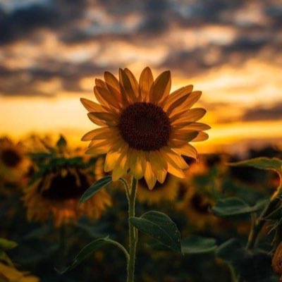 Aris_Napisa's tweet photo. #NewProfilePic https://t.co/fBgyMYyYBl
