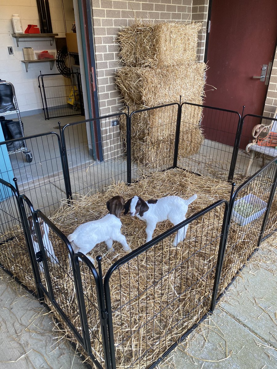 Mrs_Raulerson's tweet photo. Bring your “kids” to work day? @Hereford_MS @HMSAgriscience https://t.co/6zqPTqJ3Nl
