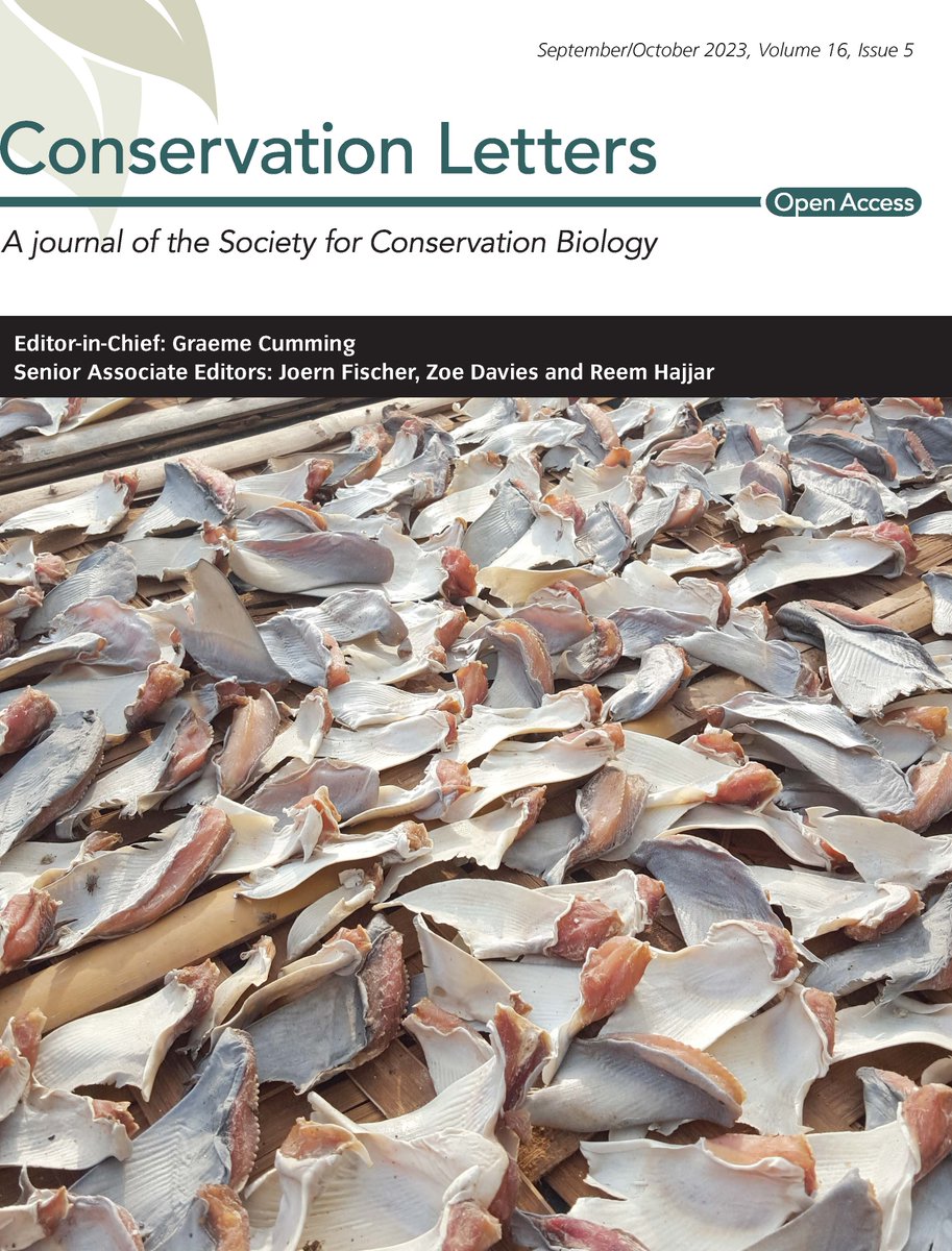 Looks like we made the cover of @ConLetters ! conbio.onlinelibrary.wiley.com/doi/10.1111/co… @dhika_fishery @ShrewGod @Joanna_M_Murray @naiarasales_ what a shot from @MarSciCaf ! @LJMUResearch @CefasGovUK @UKBCFs 🧬🦈