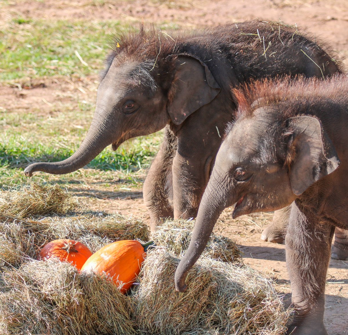 SyracuseZoo tweet picture