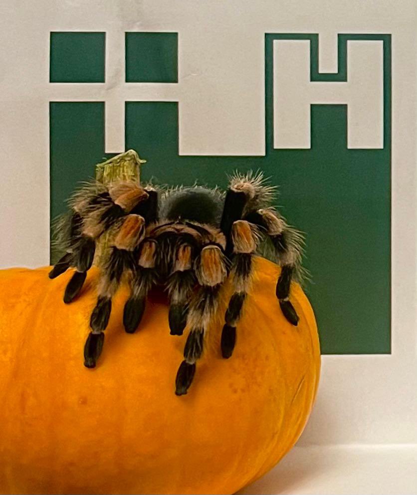 Creepy in the office today with this visitor 😱🕷️
Have a great Halloween Weekend 🎃 
#halloween #happyhalloween #tarantula #scaryoffice #officeinvader