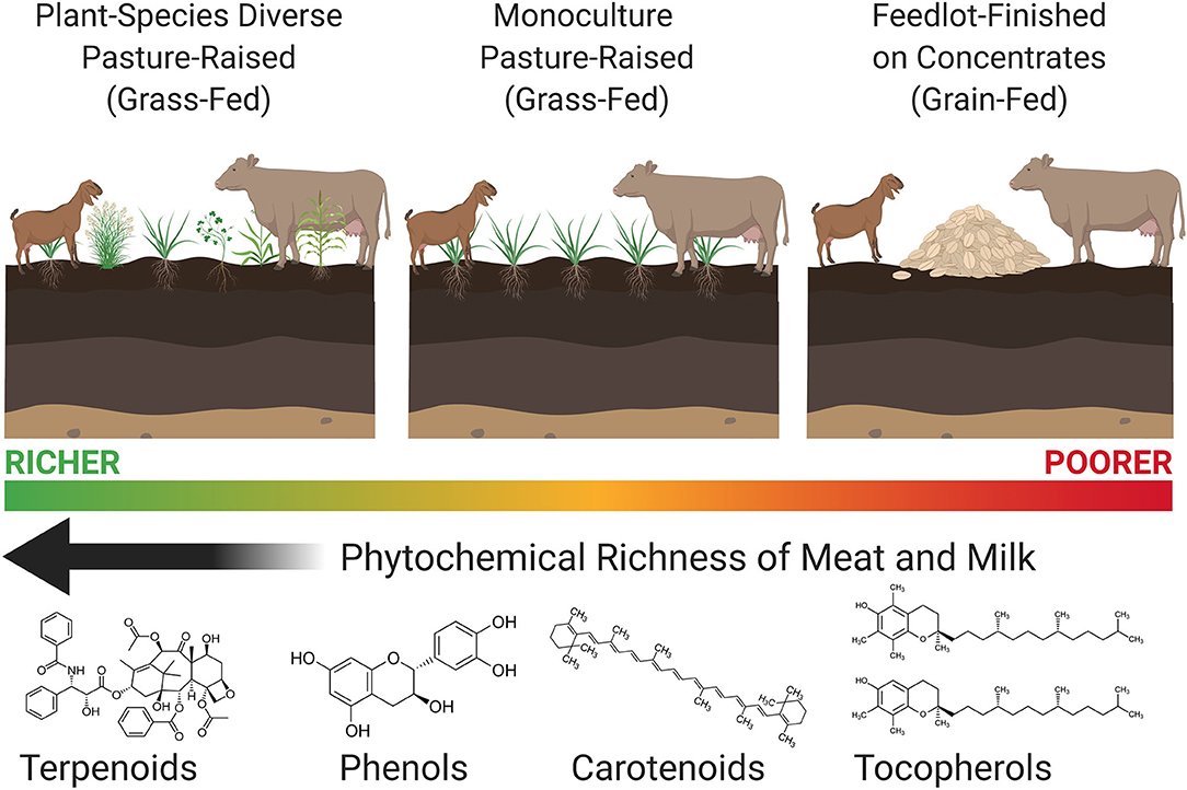 Polyhen Is Grass-Fed meat truly healthier than grain-fed beef? Let's settle ...
