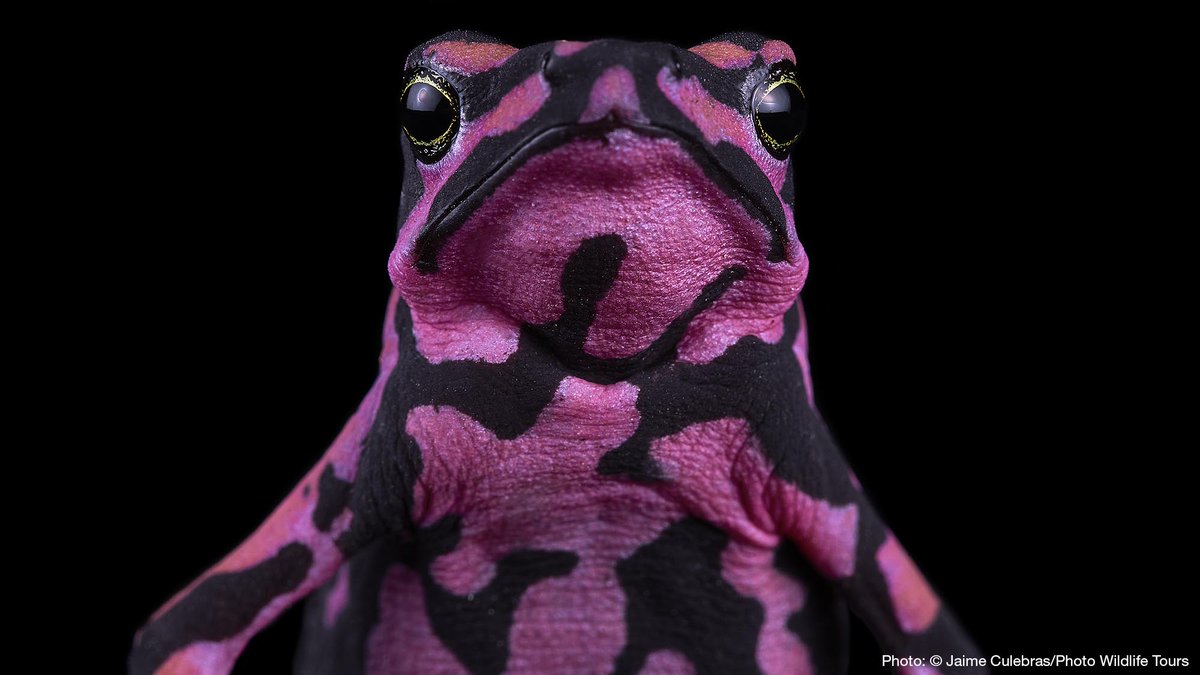 IUCN Red List tweet media