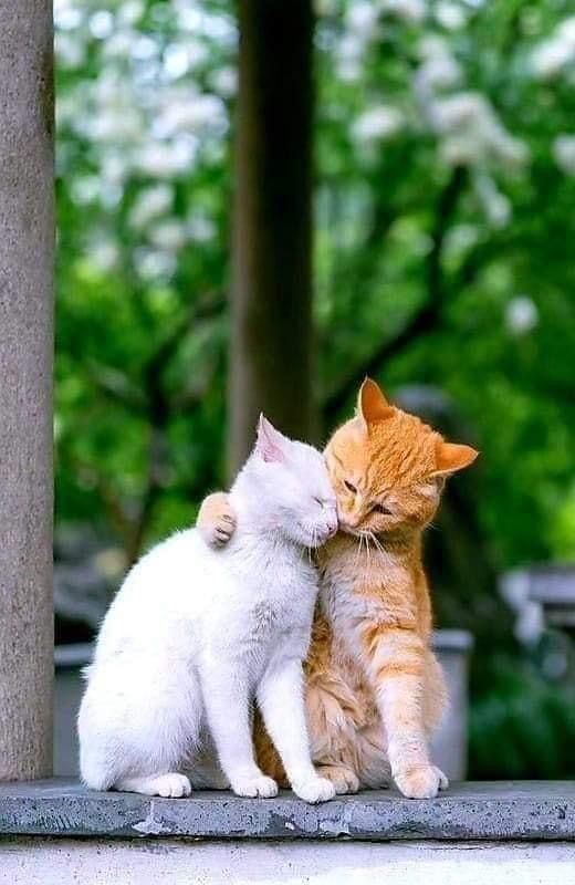 Loving 🐱❤️🐱