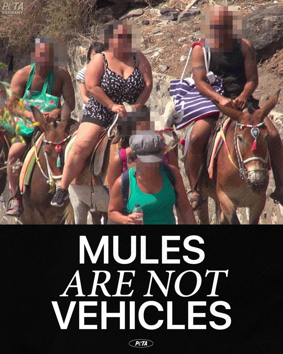 In #Santorini, mules &amp; donkeys are treated like taxis &amp; forced to haul tourists up and down a grueling 500 steps in the scorching Mediterranean sun. 
 
Urge the Greek government to ban these abusive rides 👉 peta.vg/3ri7

#NationalMuleDay