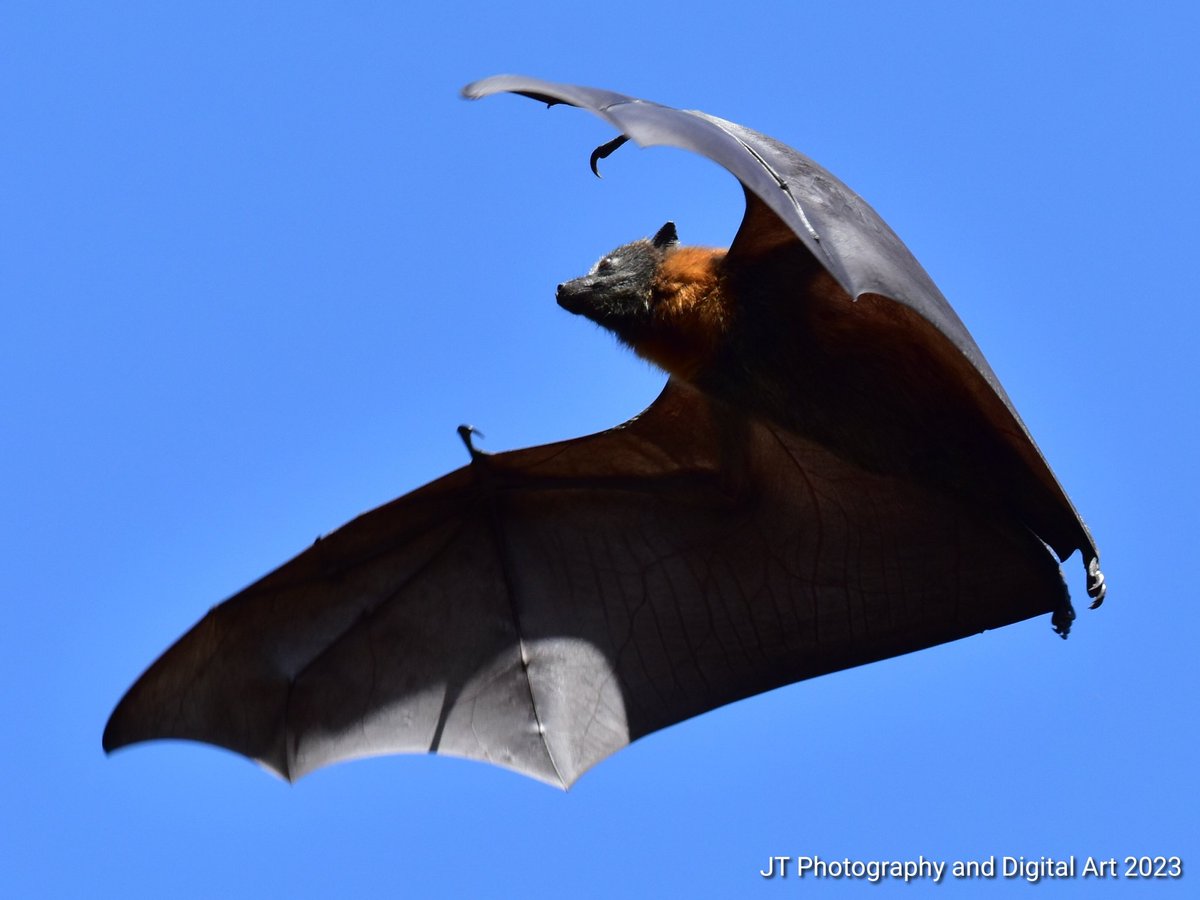 GraveWhisperer's tweet photo. BAT IN MID-FLIGHT
#art #digitalart #photography #wildlife #bats #mammals #midflight #animals #animalphotography #upsidedown #naturephotography #nature #wildlifephotography #Chiroptera https://t.co/JiRx04PE8x