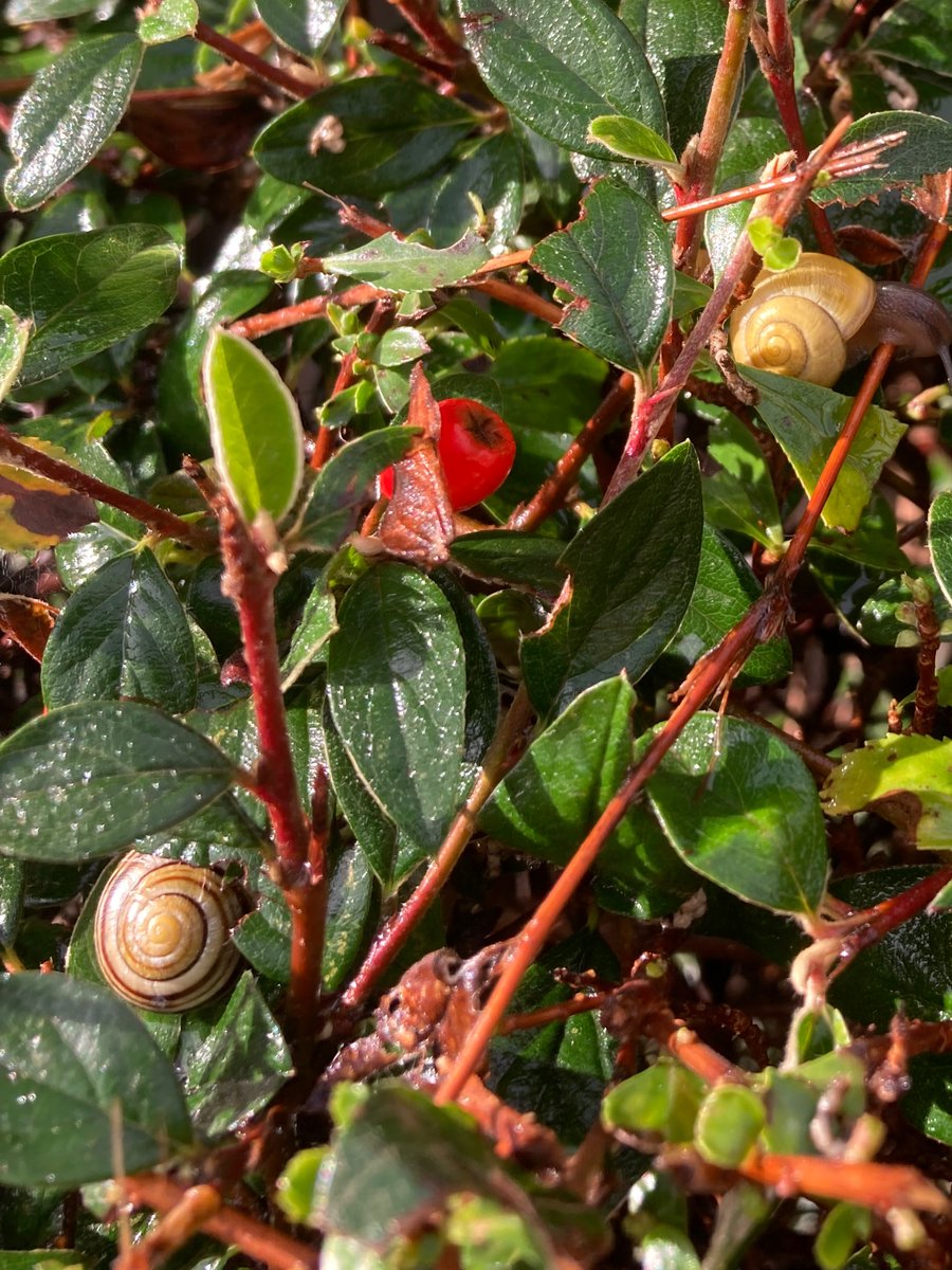 MyGarden_Uk's tweet photo. Snails in the City on Thursday.   

@des_farrand
#Snails #SnailsInTheCity #Sunny #Birmingham #Nature #SnailSpotting #EssentialInsects #Rain https://t.co/1fTlIHu4fH