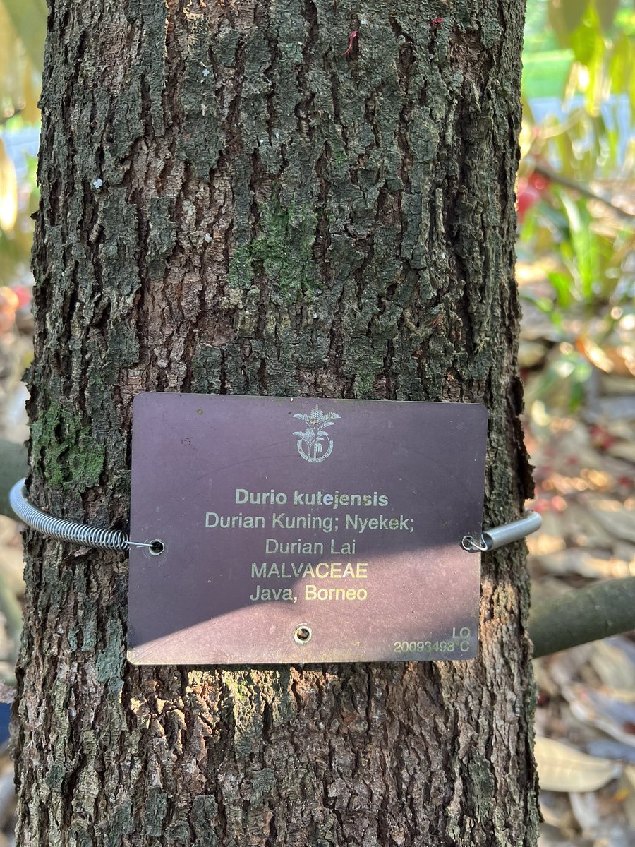 yeewenlow's tweet image. Was lured out of the herbarium this afternoon by #Durio kutejensis flowering at the #Malvaceae plot. Flowers sweetly perfumed! The tree was germinated from seeds obtained by our herbarium manager from Sarawak years ago from a fruit purchased and consumed in Sarawak (Durian Pulu)