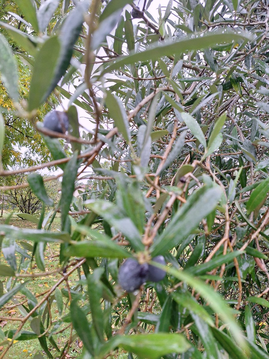 Mes olives cette annee, dommage je ne sais pas les préparer