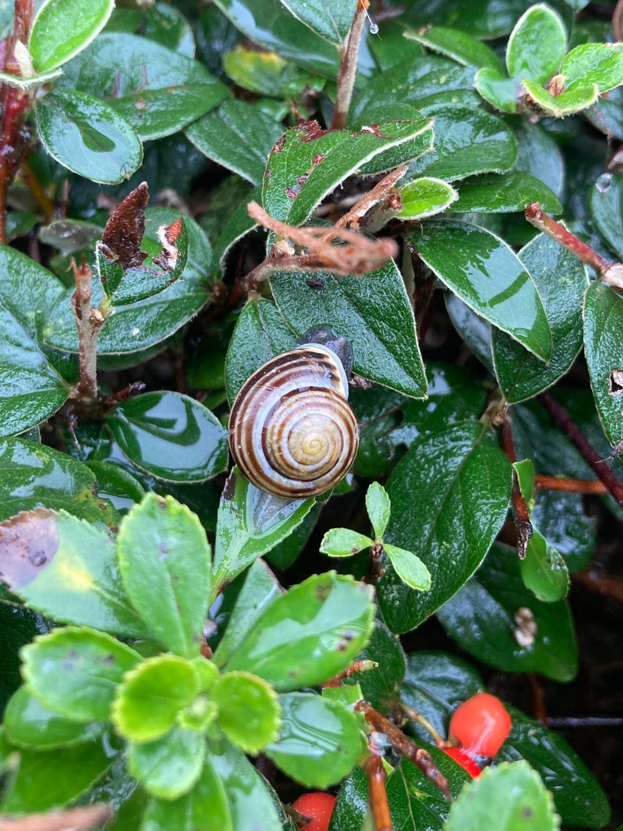 MyGarden_Uk's tweet photo. Snails in the City on Thursday.   

@des_farrand
#Snails #SnailsInTheCity #Sunny #Birmingham #Nature #SnailSpotting #EssentialInsects #Rain https://t.co/1fTlIHu4fH