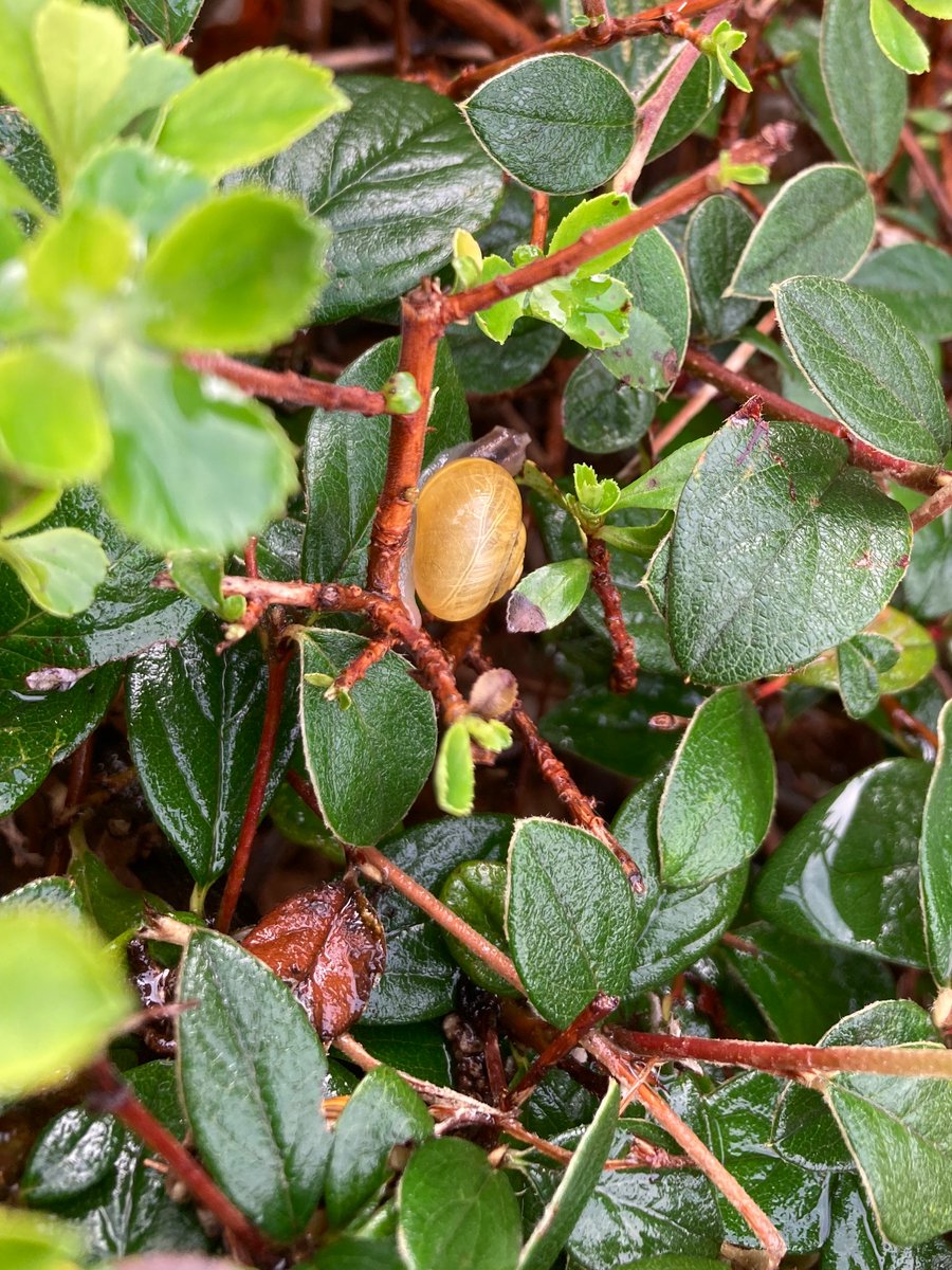 MyGarden_Uk's tweet photo. Snails in the City on Thursday.   

@des_farrand
#Snails #SnailsInTheCity #Sunny #Birmingham #Nature #SnailSpotting #EssentialInsects #Rain https://t.co/1fTlIHu4fH