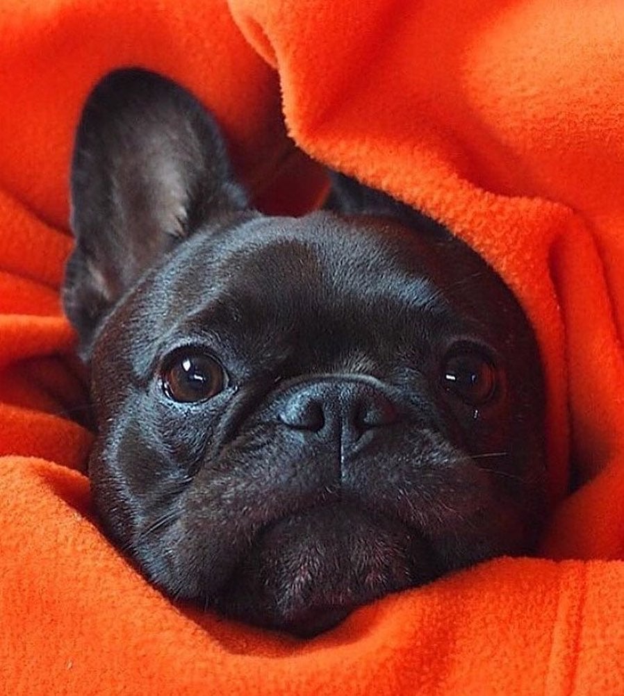 Cute Face 🥰

#FrenchDays #frenchielover