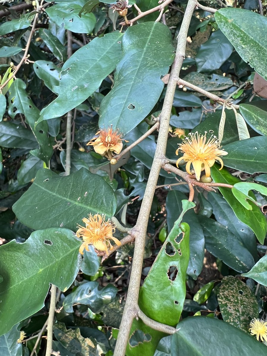 yeewenlow's tweet image. Nearby, a different species (#Durio griffithii) was flowering and fruiting! Durio griffithii is an endangered tree in #Singapore
