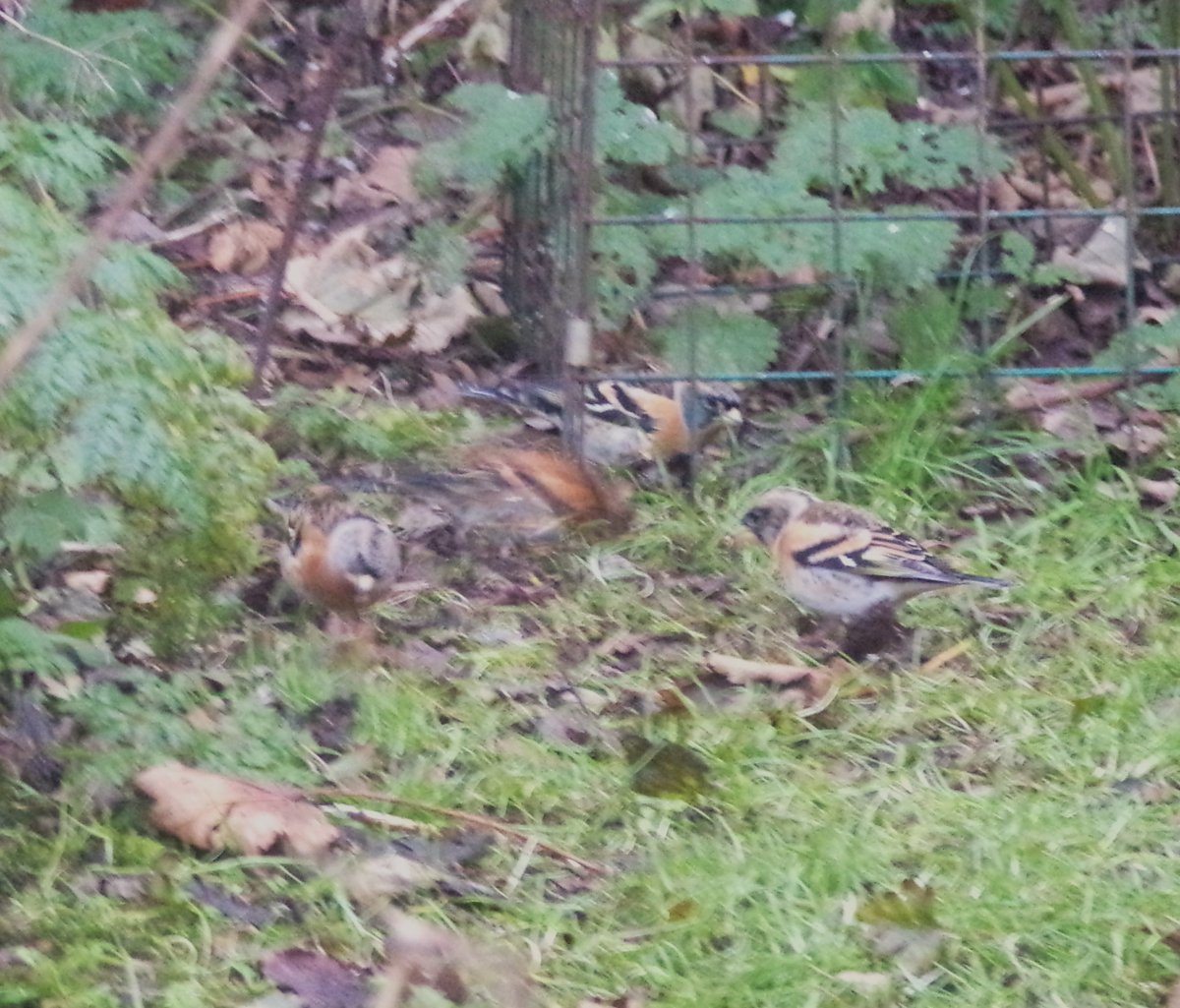 Firecrest still present at Balephuil #Tiree today plus a good scattering of Bramblings. Also Siskins, Woodcock, dozens of Fieldfares and hundreds of Redwings still <a href="/BirdGuides/">BirdGuides</a> <a href="/PatchBirding/">Patchwork Challenge</a>