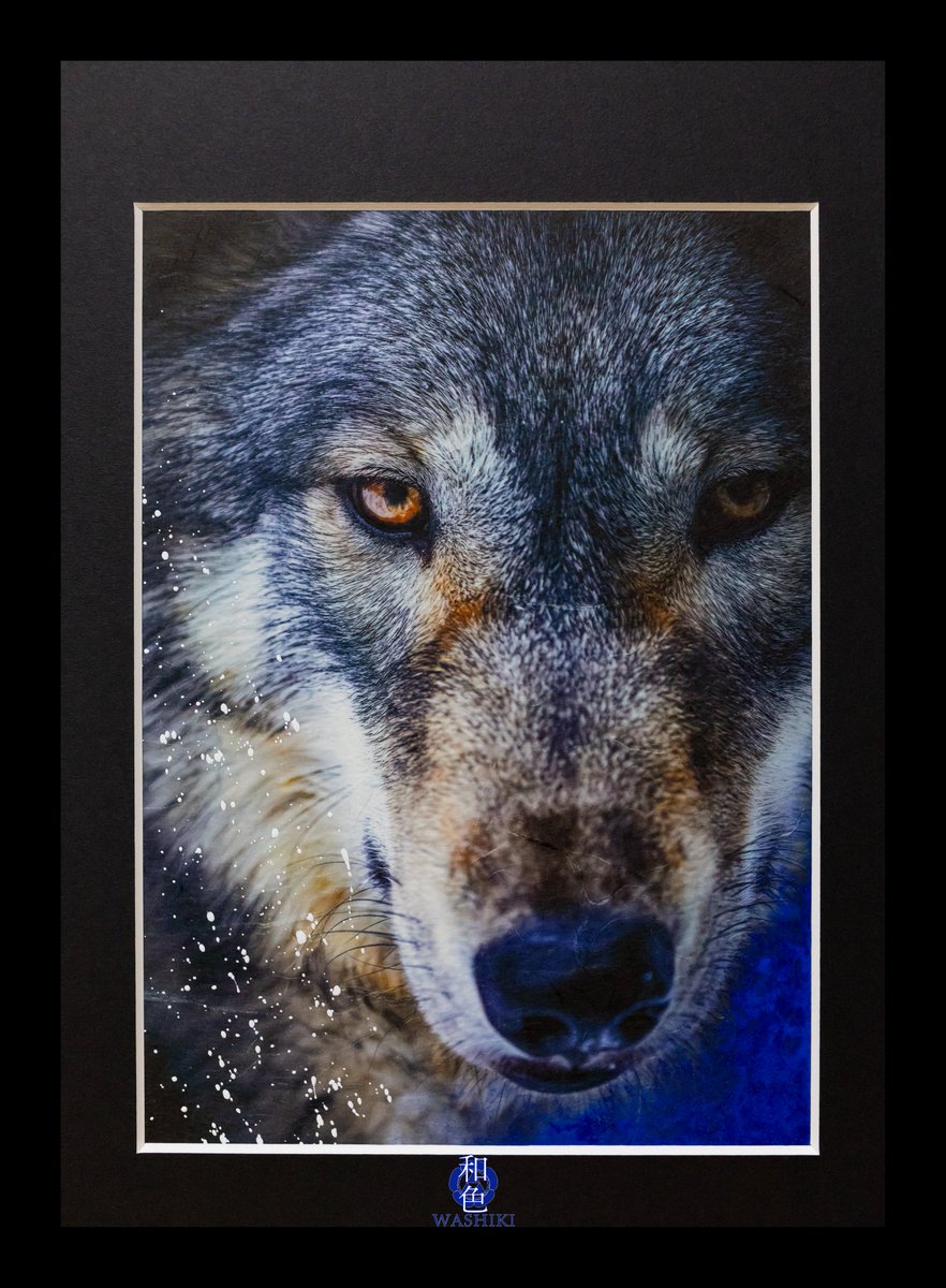 pray_for_wolves's tweet image. 狼三十六景「美狼-冬-」

ジュリ様へラブレターを書くつもりで挑戦しました😊生まれて初めての岩絵具は本当に綺麗で楽しかったです！お恥ずかしい限りですが、試行錯誤も楽しい思い出です😊

飾りましょうー！

・雲竜和紙 ・紺青新岩絵具 ・胡粉

#ジュリ #mixedmedia #japanesepaper #canon #aijp