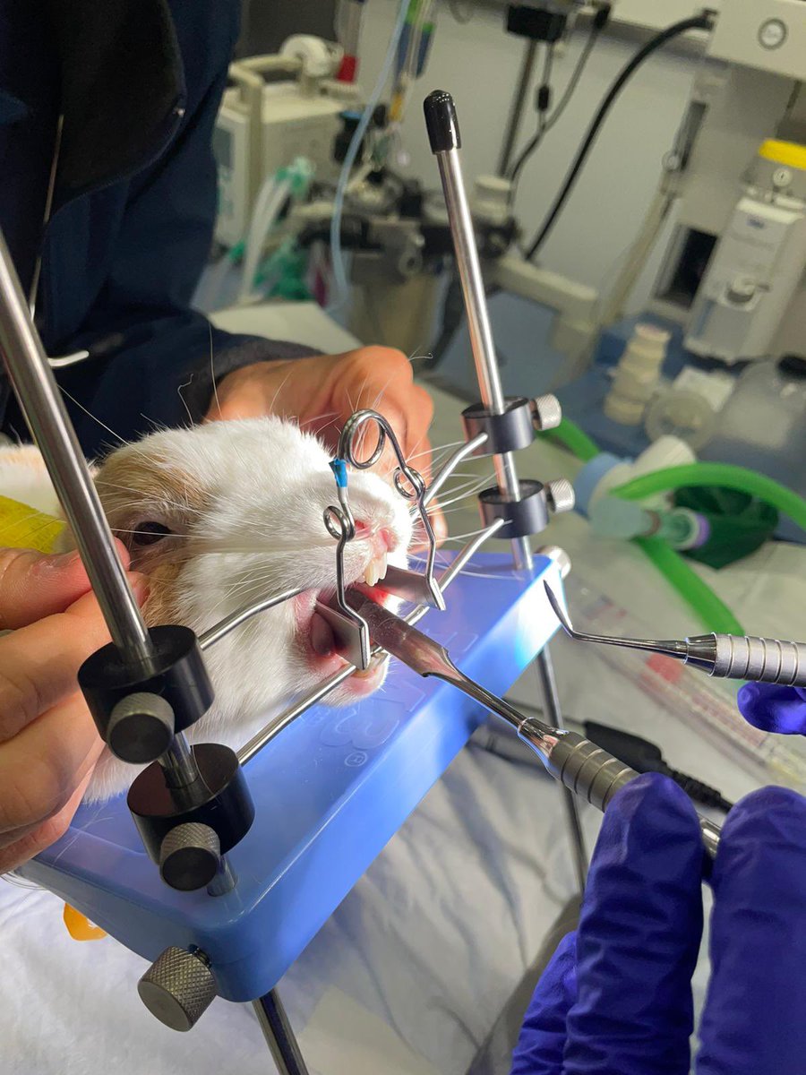 Gafas nasales “caseras” para proporcionar O2 🐰 durante exploración dental,tras realizar TC y ver fractura de mandíbula q impide la intubación [SatO2 100% 👈🏻 con flujos bajos] No creo que haya inventado nada, pero por si os sirve de 💡 idea #anestesia