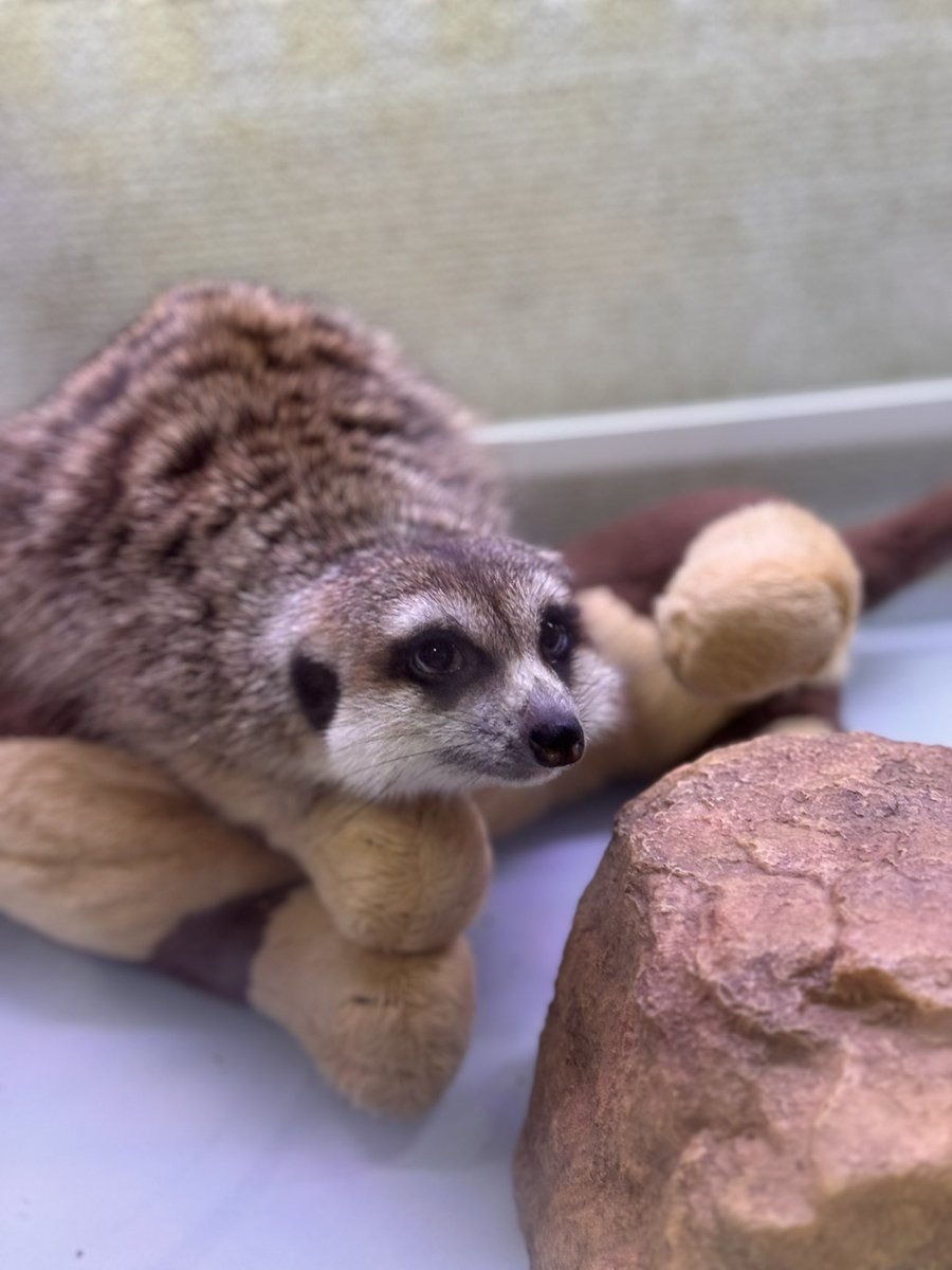 ballpython0822's tweet image. かわちい🥺