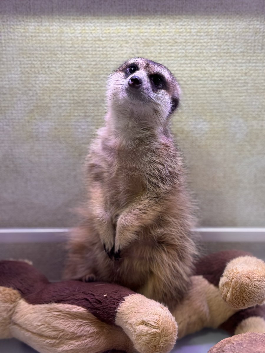 ballpython0822's tweet image. かわちい🥺