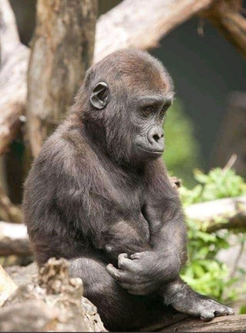 Ground forces today after bi-elections👇👇👇👇