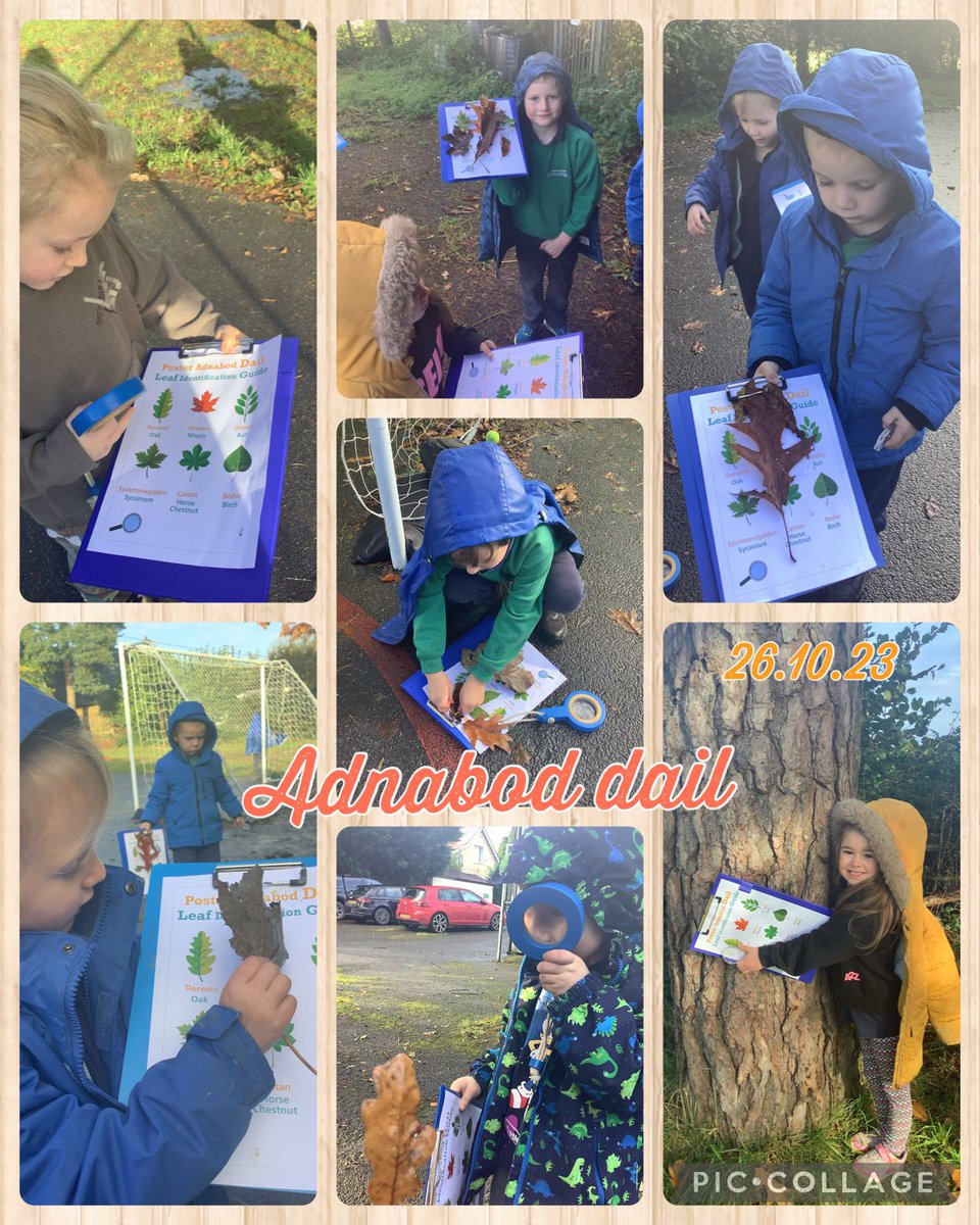 Ysgol Rhos Helyg (@ysgolrhoshelyg) on Twitter photo Dysgwyr Cyfnod Blaguro wedi mwynhau adnabod dail ar ôl ein sesiwn rhithiol gyda <a href="/EcoSchoolsWales/">Eco-Schools Wales</a> bore ‘ma! 🍁🍂 Dysgwyr Cyfnod Blaguro wedi mwynhau adnabod dail ar ôl ein sesiwn rhithiol gyda <a href="/EcoSchoolsWales/">Eco-Schools Wales</a> bore ‘ma! 🍁🍂
