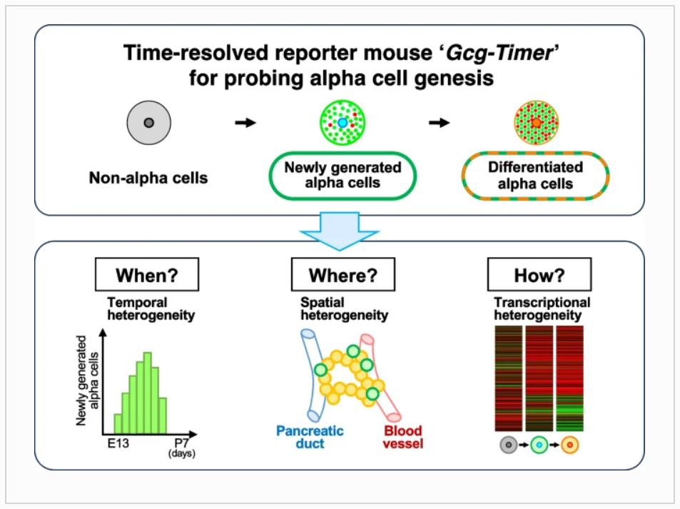 DiabetologiaJnl's tweet photo. When, where and how are #alphacells generated in the pancreas? Novel time-resolved reporter system enabled us to visualise and quantify newly generated alpha cells, and uncovered open questions related to alpha cell lineage. @miyatsuka_t #heterogeneity https://t.co/JApBaGLQQ9 https://t.co/pOODKHUKXF