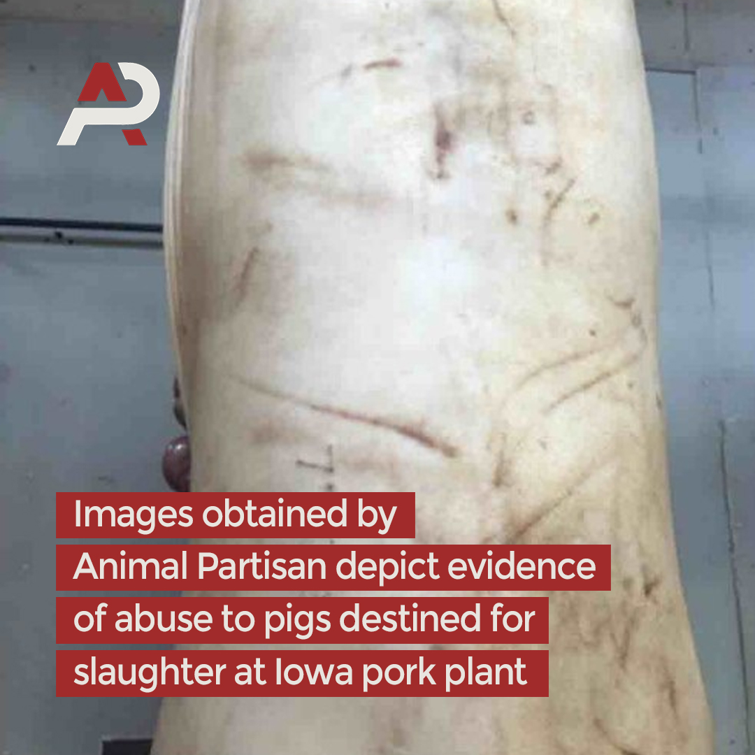 animalpartisan's tweet photo. We recently obtained disturbing images from an Iowa pork plant that reveal signs of abuse to pigs destined for slaughter. Our previous complaint promoted a USDA investigation into the agency's failure to enforce federal animal welfare laws. Read more at https://t.co/uqLiAoGZU7 https://t.co/N7WhJezCFh