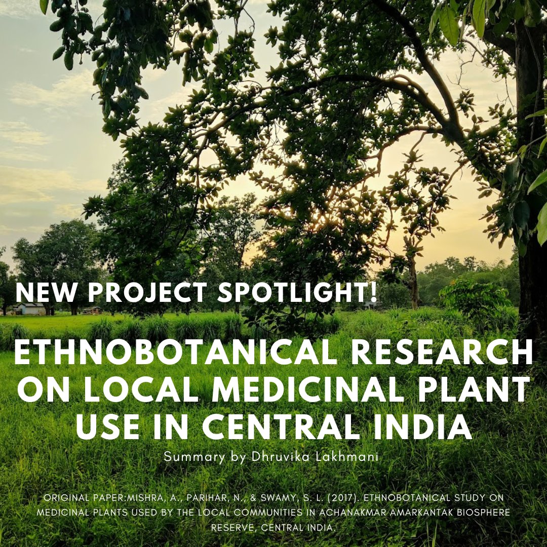 Despite modern treatments, 60-80% of India relies on plant-based medicine for primary healthcare. In Chhattisgarh, a 'Herbal State,' traditional knowledge and precious plants are at risk. Read the project spotlight by Dhruvika Lakhmani on our website: conservingcentralindia.org/post/ethnobota…