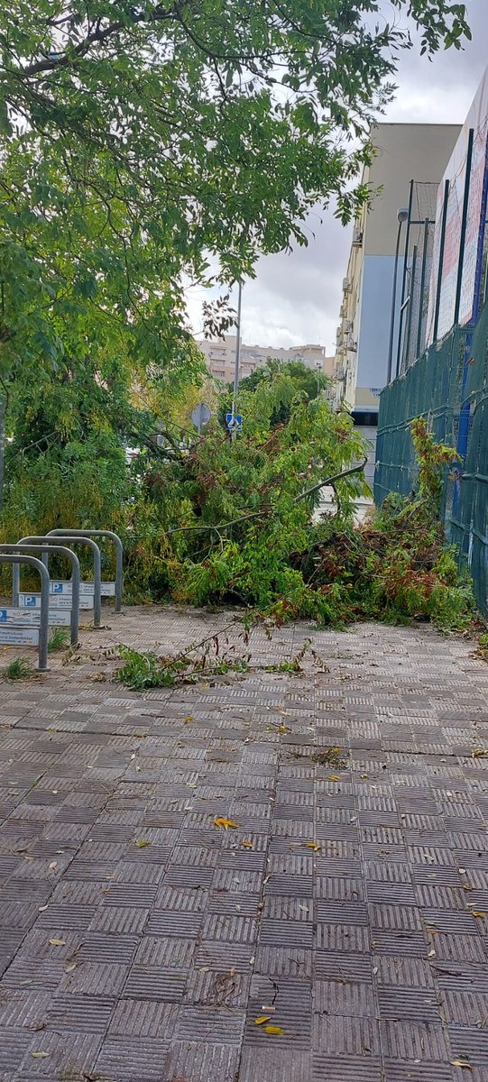CintaCJ's tweet photo. ¿Está el Sr @jlsanzalcalde entrenando a los vecinos y vecinas de Pino Montano para jugar a Jumanji o quizas son nuevos juegos deportivos municipales "salto de árboles" (valdría también bolsas de basura)?
No, es mala gestión.
#SinAlcalde https://t.co/NvGiHQRNFR