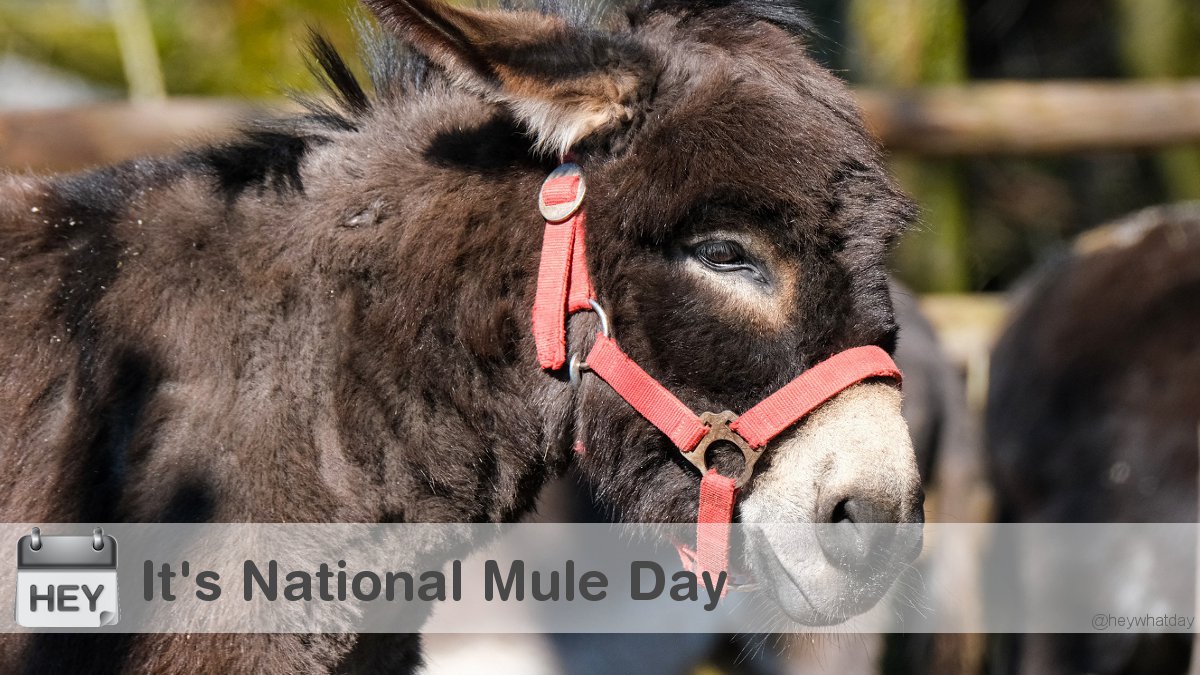 It's National Mule Day! 
#Mules #NationalMuleDay #MuleDay