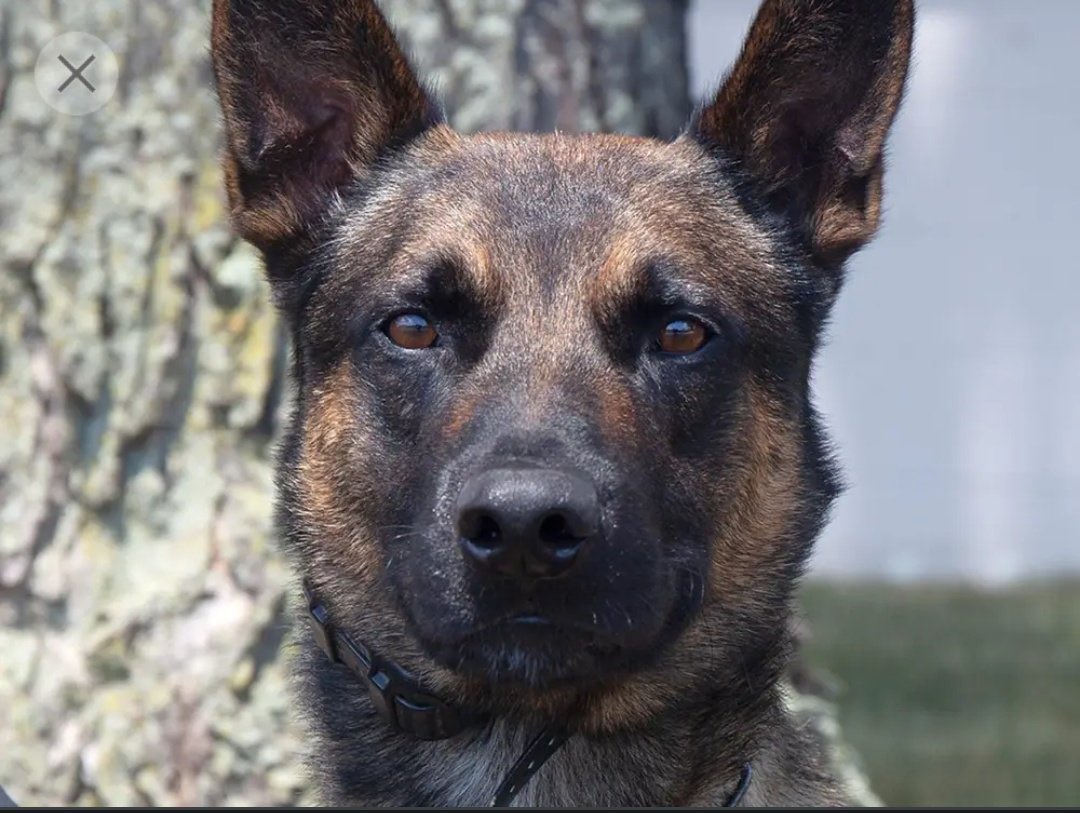 They need to send Yoda up to Maine to catch Robert Card. He's the dog that caught the escapee in Chester County PA.