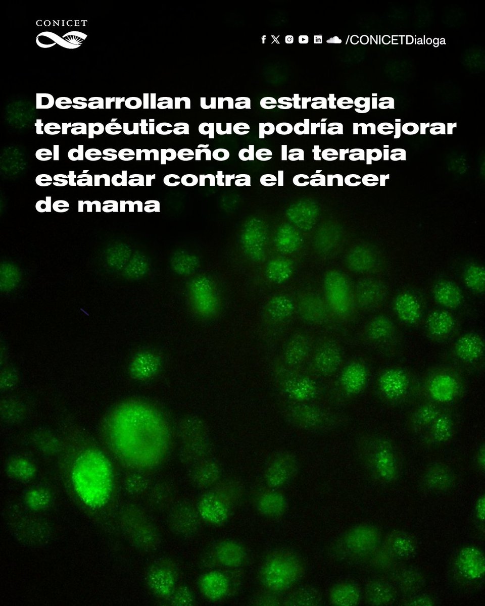 🔵En colaboración con colegas de España, especialistas del CONICET desarrollaron una terapia génica experimental que podría constituir una estrategia terapéutica para mejorar la respuesta del #CáncerdeMama al tratamiento estándar.
#MesdeConcientización