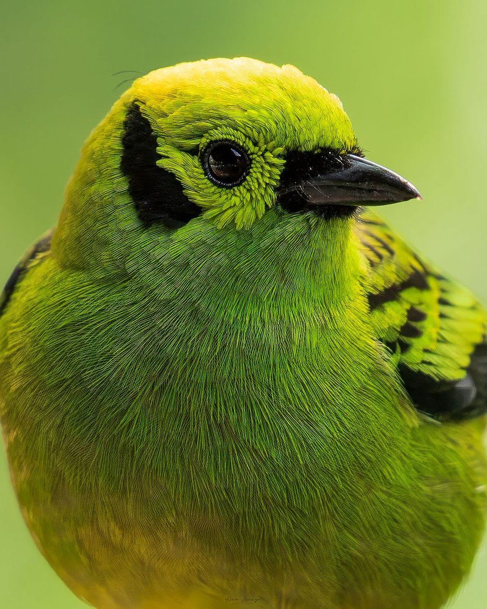 Emerald Tanager 💚 By akluengo