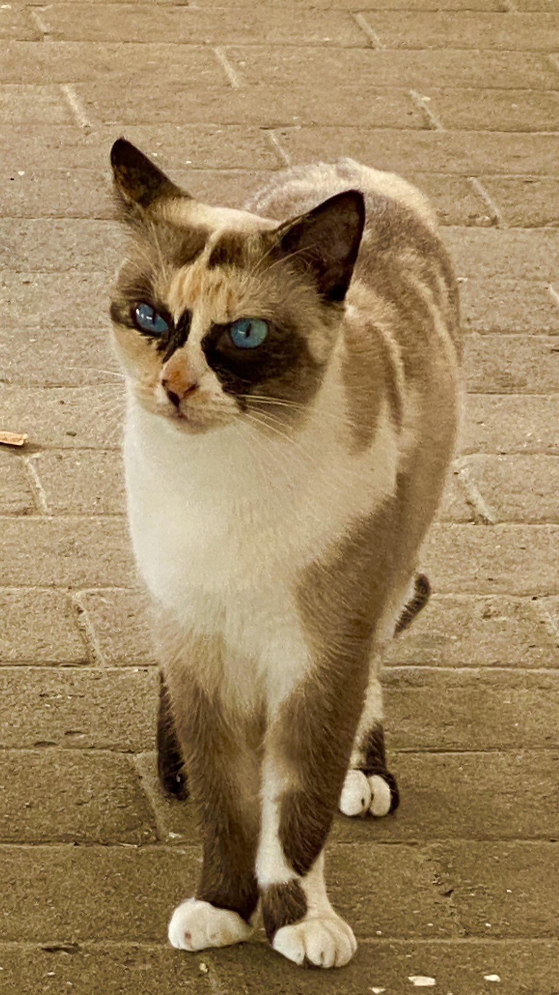 Large blue eyed best sale cat