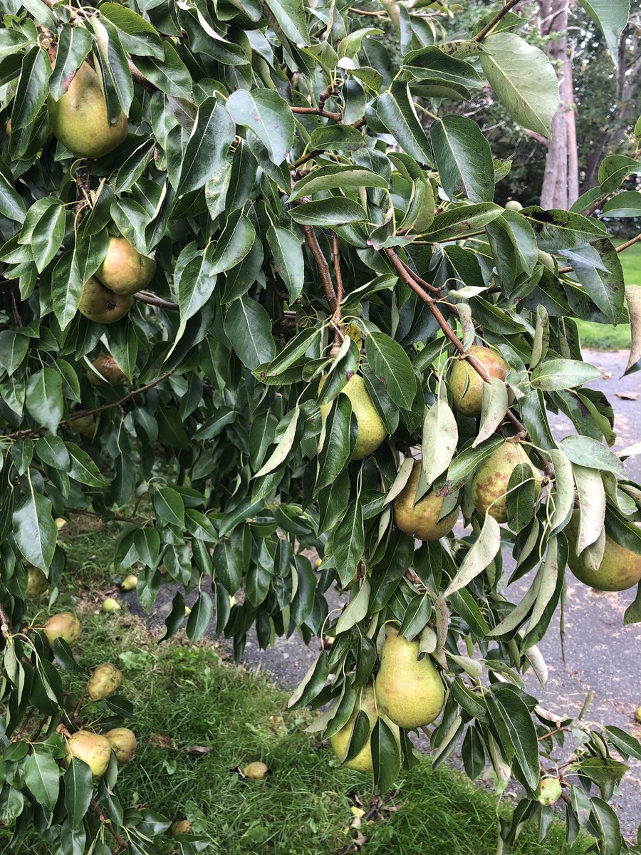 CancerWithGrace's tweet photo. Want to own this pear tree and view? Going on the market this Monday (tree comes with 2700sq ft house on 3/4 acre!) #cupids #newfoundland #oceanview #forsale https://t.co/ru46EtUCzV