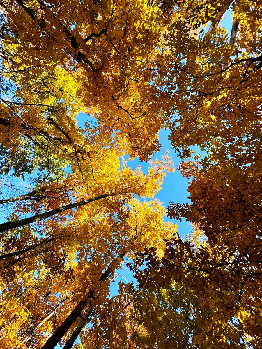 z__a__c__h's tweet image. Couldn’t have asked for a better day to hike up to Humpback Rocks! 

#blueridgemountains #virginia
