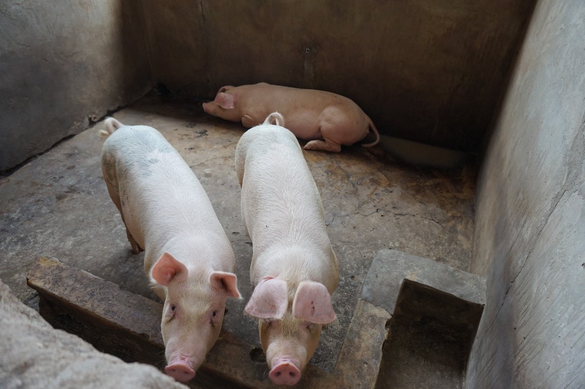 #HappeningNow | <a href="/FAO/">Food and Agriculture Organization</a> to pilot a stepwise approach to boost biosecurity on pig farms in Sumbawanga, Tanzania 🇹🇿

Strengthening #biosecurity will limit the spread of biological threats to crops, animals, and humans.

👉🏾 Read more: shorturl.at/fgxL7