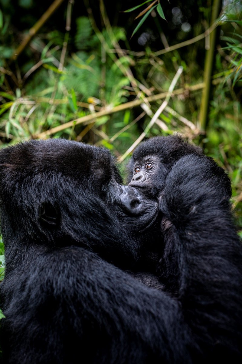 azielking1's tweet photo. As the saying  “there’s nothing as strong as a mother’s love for her child”. Baby mountain gorillas are carried by their mothers everywhere they go, like humans do! Get a chance to see this and more when you visit @MahoganySprings at Bwindi Impenetrable National Park#VisitUganda https://t.co/kXr18rMSXE