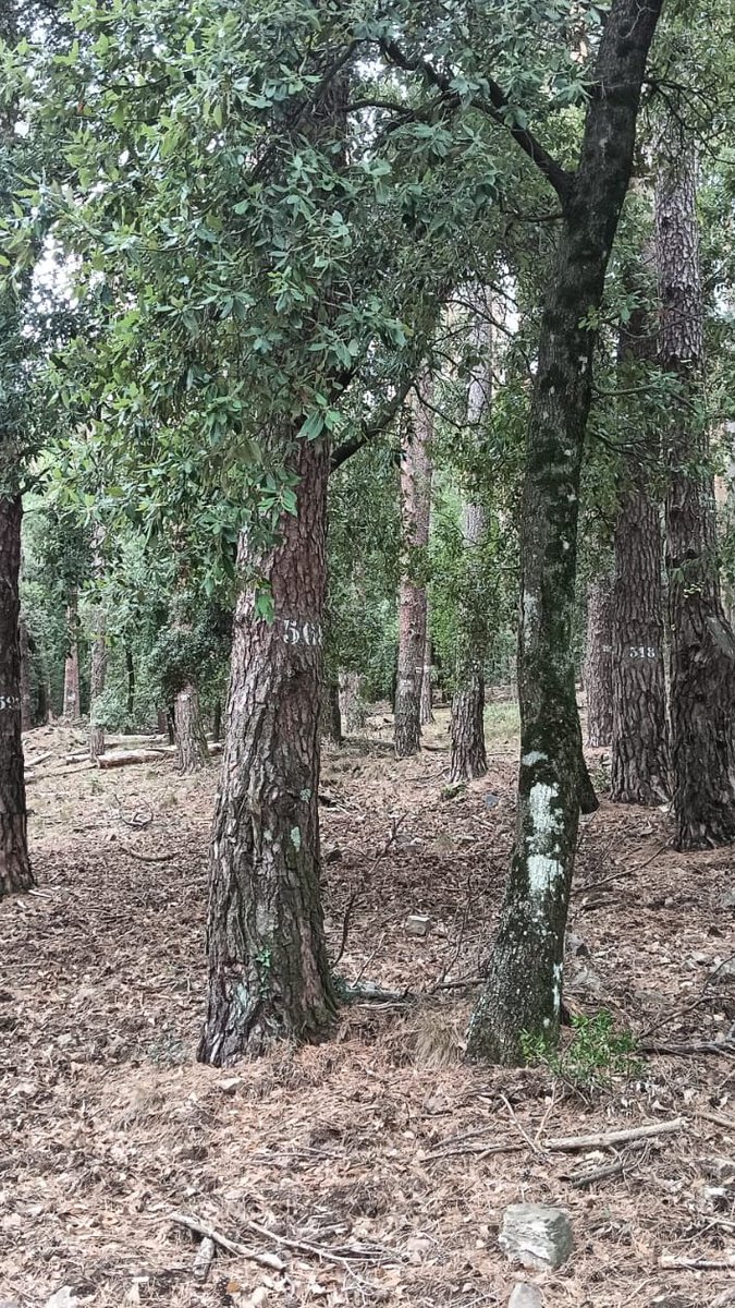 LifeBiorgest tweet media