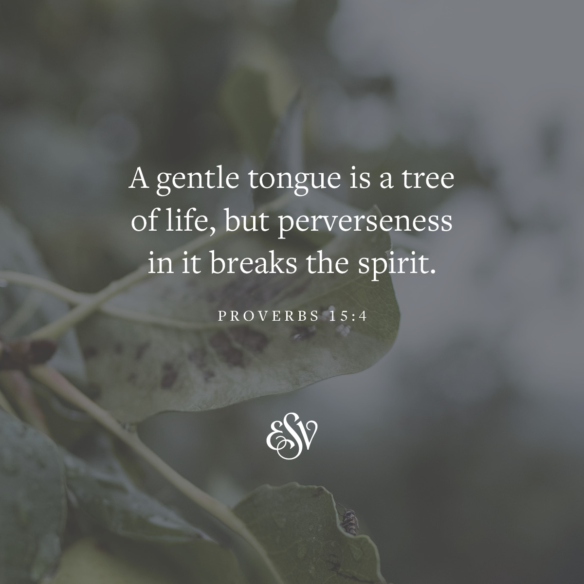crossway's tweet photo. "A gentle tongue is a tree of life, but perverseness in it breaks the spirit."
—Proverbs 15:4, https://t.co/PKwMaugyaq
#ESV #Bible #VerseoftheDay #Proverbs15 https://t.co/ZELNajnjEI