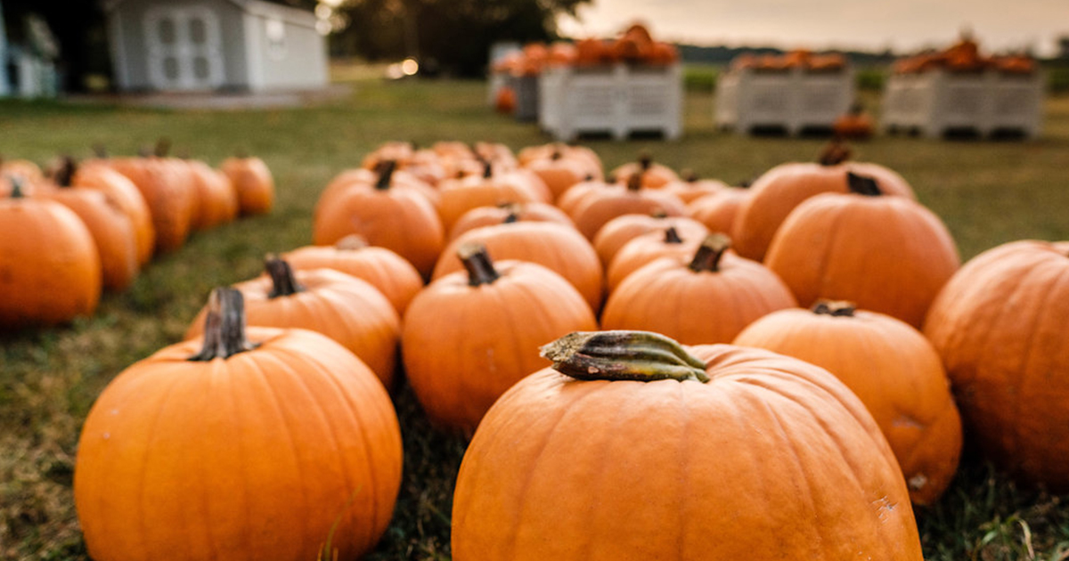 PureMichigan's tweet image. The pressure to find the perfect pumpkin is on, but luckily you’ve got options in #PureMichigan.

puremi.ch/3SeIz0n #FallFilter #KeepFallFresh