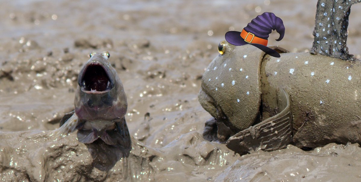 "I didn't think my costume was THAT scary!" 

Wishing you all a spook-tacular Halloween 👻

Trick or treat... 🎃

#johndownerproductions #spyintheocean #mudskipper #ocean #halloween #costume #scary #pumpkins