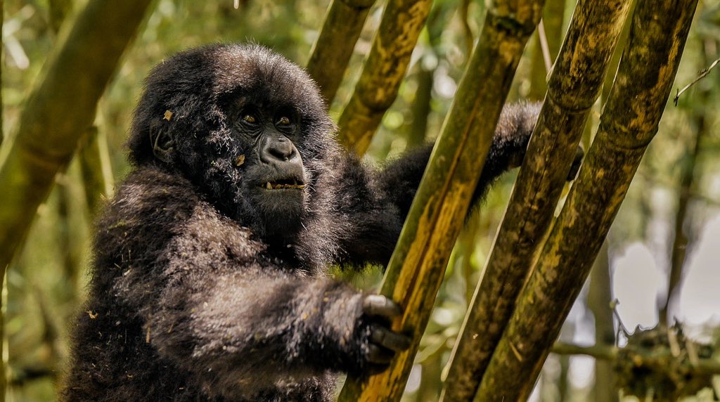 itsLaycon's tweet photo. I recently had a life-changing experience seeing Rwanda’s incredible gorillas first hand! 🦍.
I travelled with the @WildAfricaFund and @LayconCaresFDN team to Volcanoes Mountain Park, home to the critically endangered Mountain gorilla. Here, I experienced Rwanda’s commitment to preserving the country’s natural heritage, driving tourism and creating jobs, and I am inspired to see the same in Nigeria.

I am passionate about Nigeria’s wildlife and I am motivated to see wild animals protected as well as supporting livelihoods.