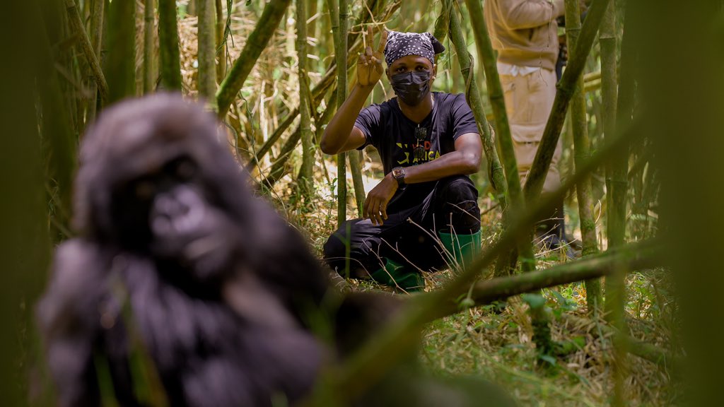 itsLaycon's tweet photo. I recently had a life-changing experience seeing Rwanda’s incredible gorillas first hand! 🦍.
I travelled with the @WildAfricaFund and @LayconCaresFDN team to Volcanoes Mountain Park, home to the critically endangered Mountain gorilla. Here, I experienced Rwanda’s commitment to preserving the country’s natural heritage, driving tourism and creating jobs, and I am inspired to see the same in Nigeria.

I am passionate about Nigeria’s wildlife and I am motivated to see wild animals protected as well as supporting livelihoods.