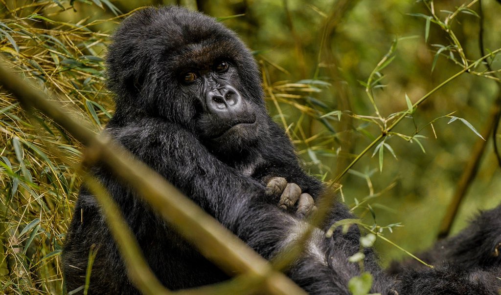 itsLaycon's tweet photo. I recently had a life-changing experience seeing Rwanda’s incredible gorillas first hand! 🦍.
I travelled with the @WildAfricaFund and @LayconCaresFDN team to Volcanoes Mountain Park, home to the critically endangered Mountain gorilla. Here, I experienced Rwanda’s commitment to preserving the country’s natural heritage, driving tourism and creating jobs, and I am inspired to see the same in Nigeria.

I am passionate about Nigeria’s wildlife and I am motivated to see wild animals protected as well as supporting livelihoods.
