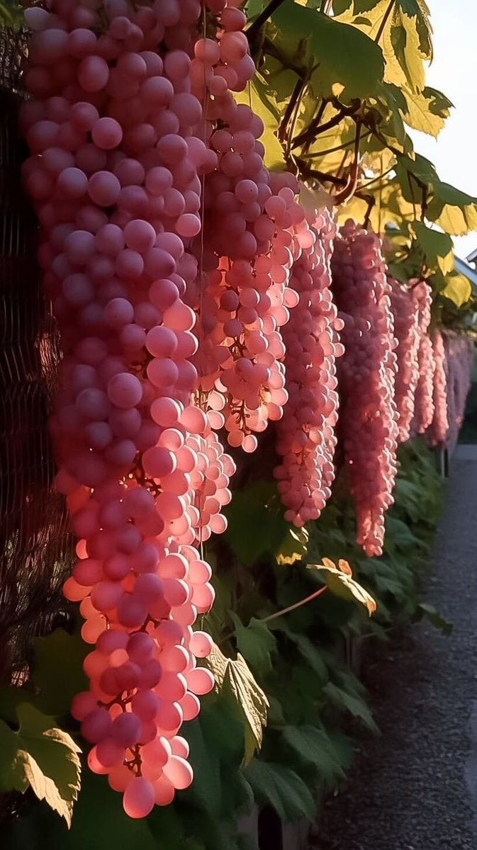 harvest time