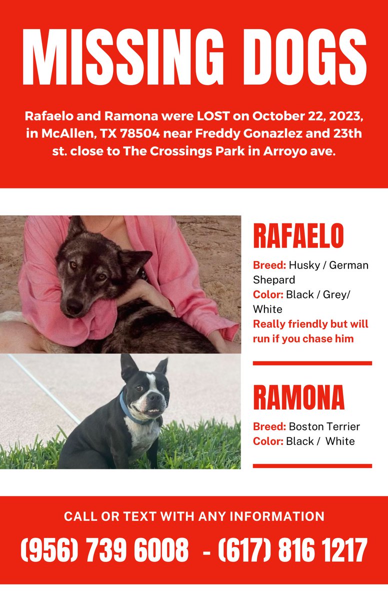 GenesisGmz's tweet photo. El domingo por la tarde mis dos perritos se salieron del patio de mi casa en McAllen, cerca de The Crossings Park y no hemos podido encontrarlos, si los han visto o pueden compartir estas imágenes se los agradecería demasiado🙏🏻🤍 https://t.co/w16Gb4nsD5